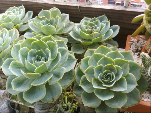 Venta De Plantas Suculentas Jardín Y De Siembra Cultivo