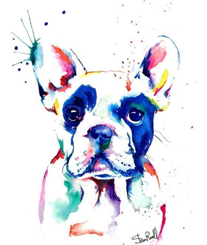 Cuadro Bulldog Frances 60x60 Cms Envío Gratis