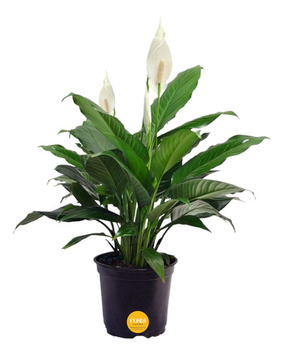 Costa Farms - Lirio De Paz Spathiphyllum, Planta Viva De Int