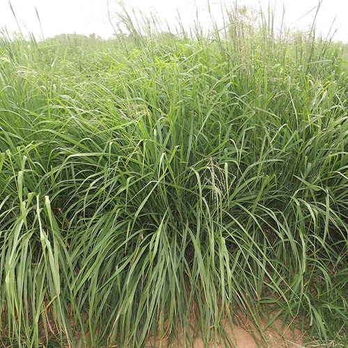 Sementes Capim Massai Incrustada 10 Kg