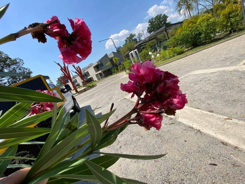 Imagen 19 de 19 de En Venta Townhouses Casa Verde La Cumaca San Diego, Pozo Y Planta Al 100% Codigo 165113 Niurka 04148321738