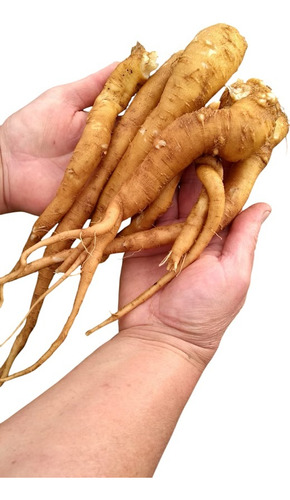 1 Muda De Ginseng 40 Cm Orgânico