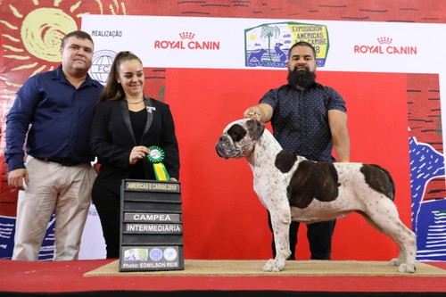 Bulldog Campeiro