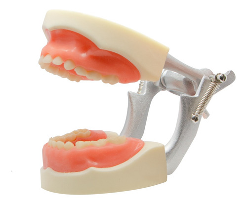 Tipodonto Tipo Nissin 24 Dientes Infantil