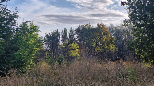 Alquier Hectareas, Cipolletti