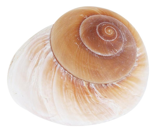1 Pieza De Pan Natural, Caracoles, Caracoles, Para Decoració