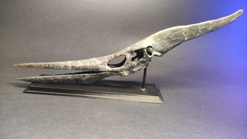Cráneo De Pteranodon 30cm Esc. 1/6 Resina, Calidad De Museo
