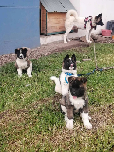Imagen 3 de 3 de Akita Americano 350cada Cachorro