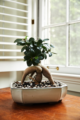 Mezcla De Tierra Para Bonsai 20qts