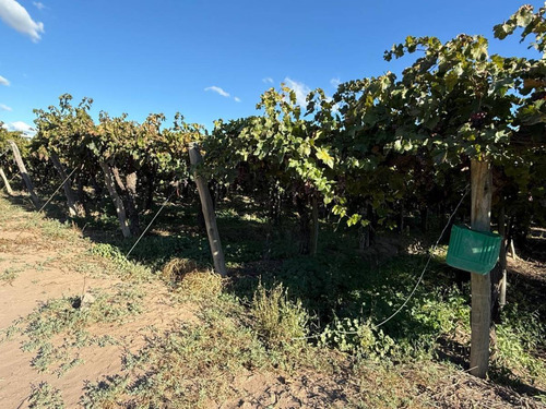 Finca Y Bodega En Venta En Rivadavia