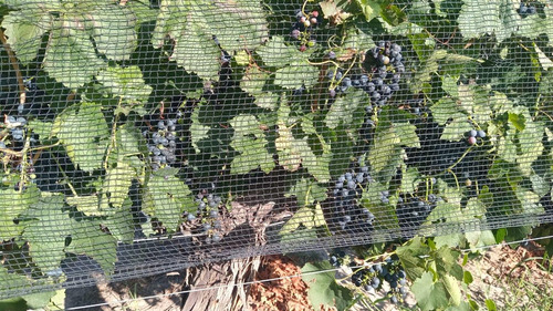 Exclusivo Viñedo De 20 Ha. En Cuadro Benegas