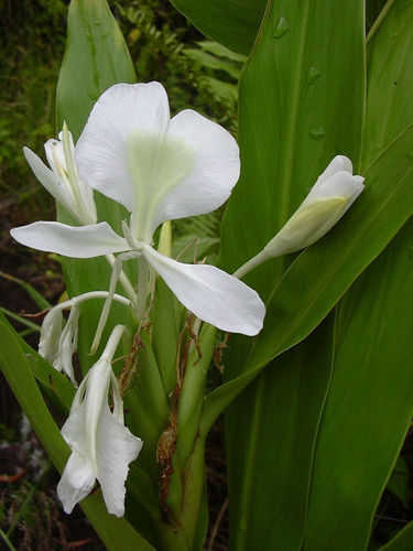 Caña De Ámbar Rizomas Hermosa Flor Blanca Muy Perfumada | MercadoLibre