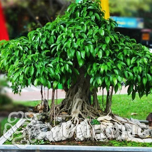 Sementes Bonsai Ficus Religiosa Árvore De Buda Para Mudas
