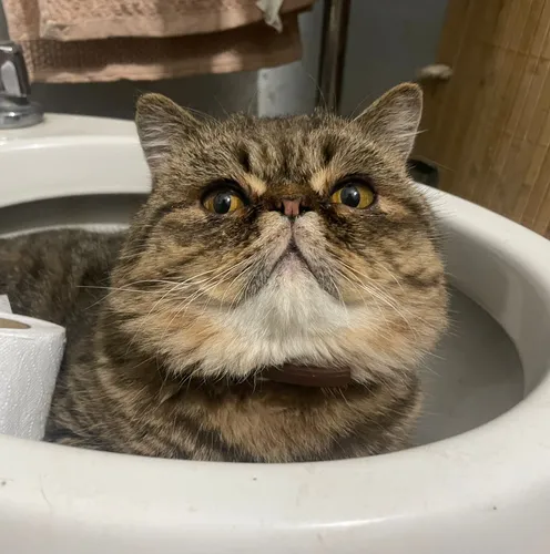Gato Persa Exótico Para Monta