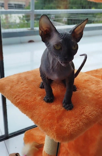 Gatitos Sphynx Listos Para Entregar Sólo Un Machito Listos Para Su Nuevo Hogar