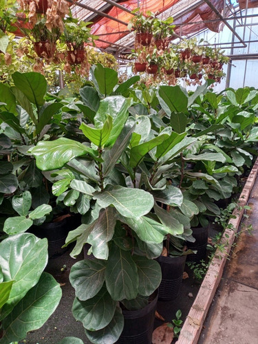 Ficus Pandurata - Hermoso - Entrega Gratis Caba Y Gba