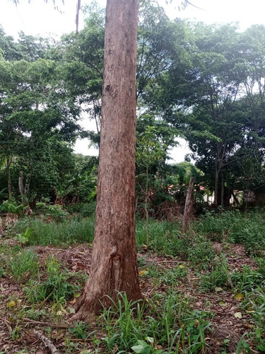Imagem 22 de 30 de 14 Alqueires Região Angatuba Sp Com Casa Simples Bão Água Luz, Ótima Localização, 10 Km Angatuba Por Estrada Cascalhada Oportunidade... - St00037 - 68969916