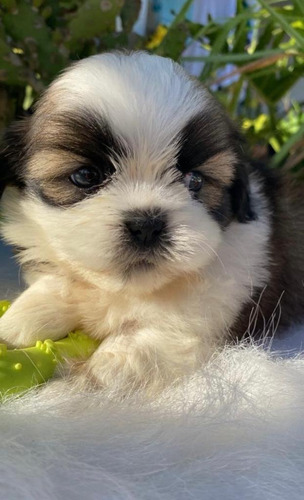 Cachorros Shih Tzu Perros En Venta Shitzu Tunja Pets Dogs