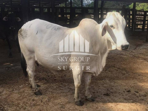 Imagen 7 de 8 de Se Vende Finca En Yaracal Falcon