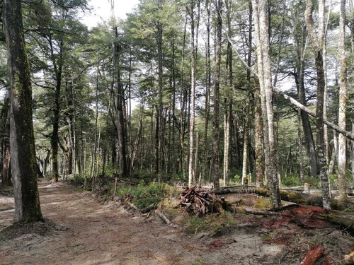 Imagen 9 de 10 de Lotes Terrenos Parcelas En La Montaña De 1.000 M2, 2.000 M2, 5.000 M2 Y 10.000m2 Paraje Rincón Ruta 231 Vistas Al Lago Nahuel Huapi Villa La Angostura