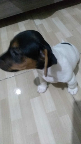 Imagem 4 de 5 de Animais