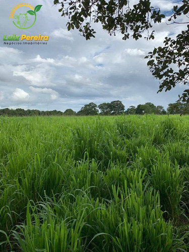 Imagem 6 de 15 de Fazenda À Venda Em Monte Santo - To - 576 Hectares (pecuária) - 2043