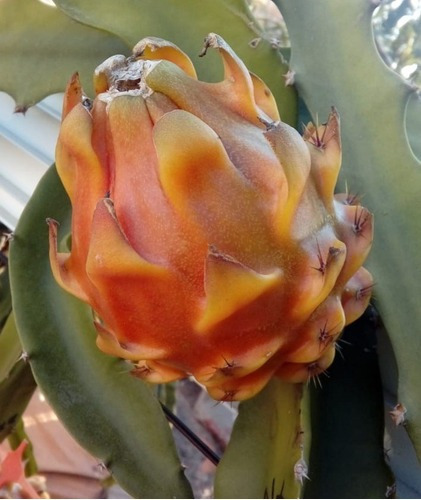 Muda Pitaia Pitaya Imperial Espanhola- Legítima E Rara