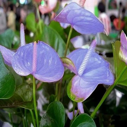 10 Semillas De Anthuriums Nuve