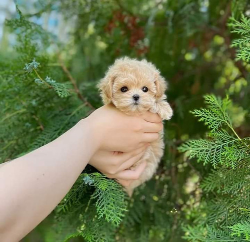 Cachorros Maltipoo Tacita De Te