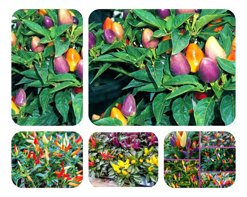 200 Sementes Pimenta Arco-íris Colorida.
