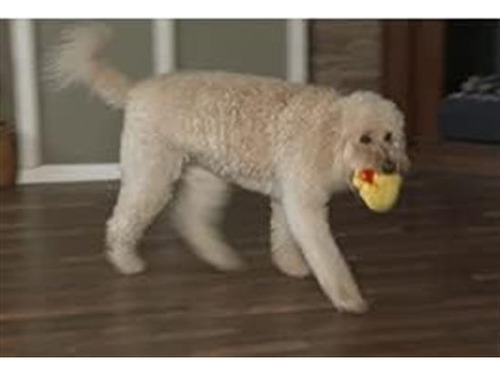 Brinquedo Interativo Para Cães Gazoos - Miss Daisy