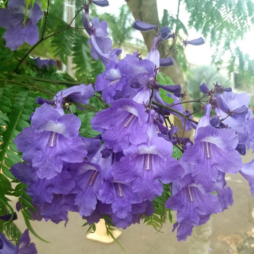 Muda De Jacarandá Caroba - Ideal Para Jardim
