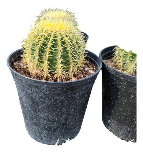 Echinocactus Grusonii Cactus Erizo Asiento De Suegra 15cm D.