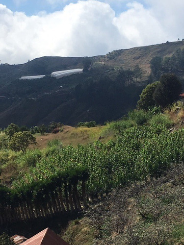 Imagen 18 de 21 de Se Vende Finca 20.748 M2 El Jarillo