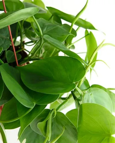 Philodendron Cordatum Planta Corazón 6 - Ideal Para Decorac
