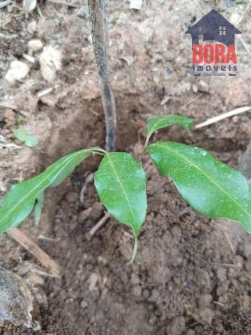 Terreno À Venda, 1225 M² Por R$ 110.000,00 - Mato Dentro - Mairiporã/sp - Te0350