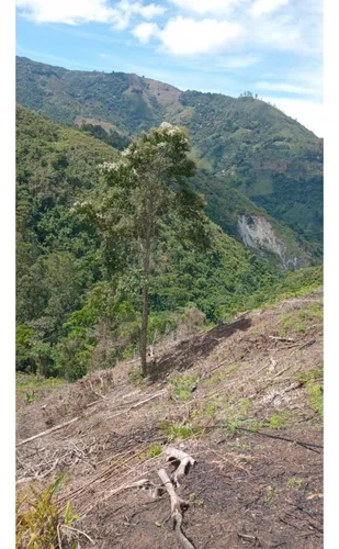 Se Vende Finca En Pijao - Quindío