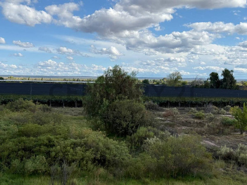 Finca Y Bodega En Venta En Rivadavia