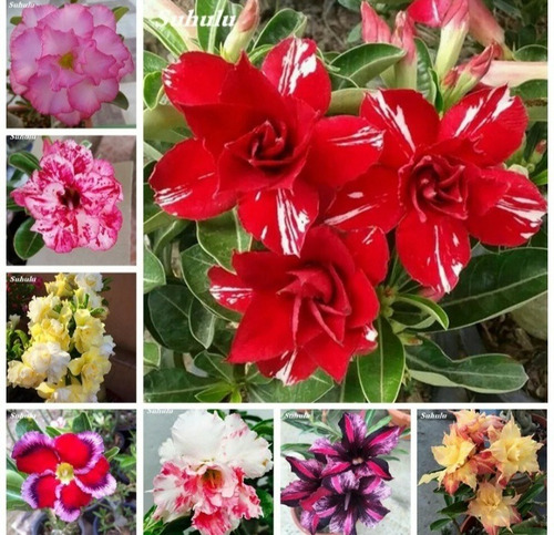 Imagem 3 de 10 de Semente Rosa Do Deserto Mix Cores 100 Adenium Frete Grátis