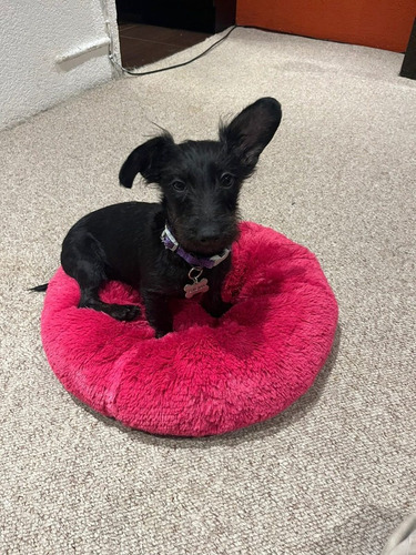 Cama Antiestrés Para Perros Y Gatos Chica