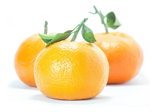 Mandarina Satsuma, Arbolito Injerto