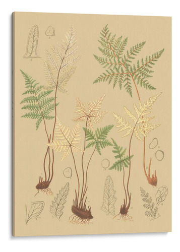 Canvas Lab Cuadro Natures Lace Ii 120x160, C.e. Faxon