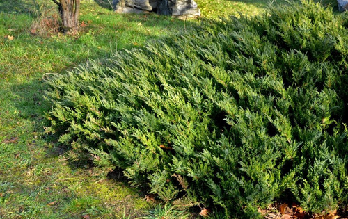 Semillas De Enebro Horizontal - Juniperus Sabina X 30 Unid