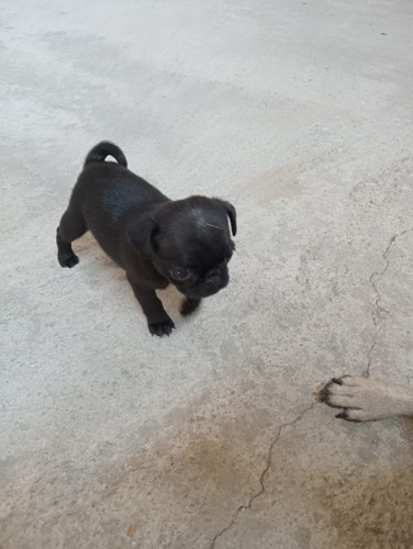 Cachorros Pug Color Negro (pachuca Y Alrededores)