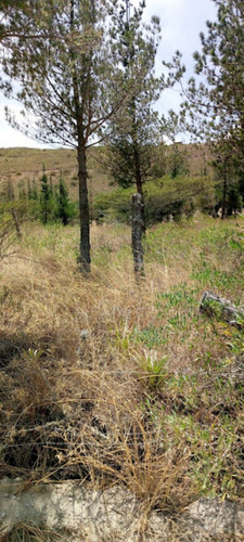 Lotes De Terreno En Venta Sector Puellaro