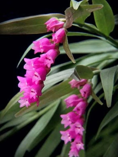 Isochillus, Cattleya Y Vanda Con Envío
