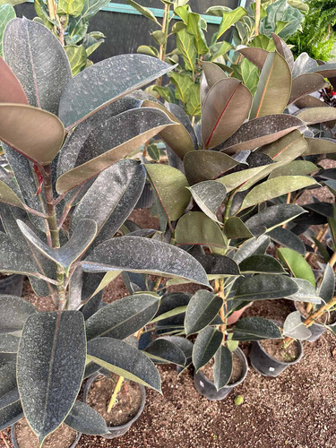Planta De Hule Negro