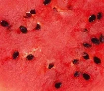 Comprar Promoção Melancia Hibrida Topgun Grauda Doce 1000 Sementes