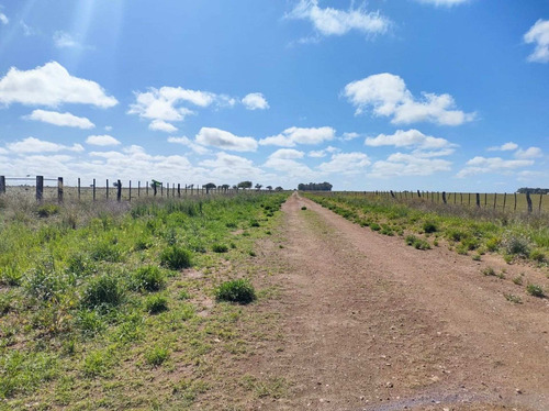 Imagen 4 de 19 de Campo De 95 Has En Ataliva Roca -la Pampa