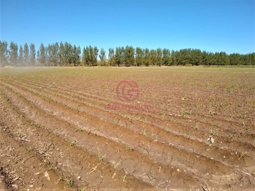 Imagen 8 de 9 de Greenwood Alquila Finca Productiva De 88ha Con Agua De Pozo Y Derecho De Riego